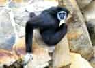 動物図鑑・シロテテナガザル 4